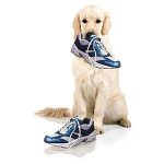 dog with sneakers