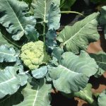 garden broccoli